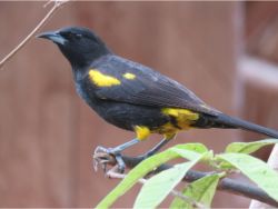 Cuban Oriole